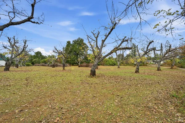 a view of yard with trees