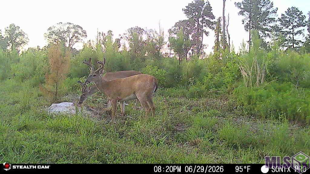 3320 Busy Corner Road Gloster, MS 39638 - Photo 30 of 34