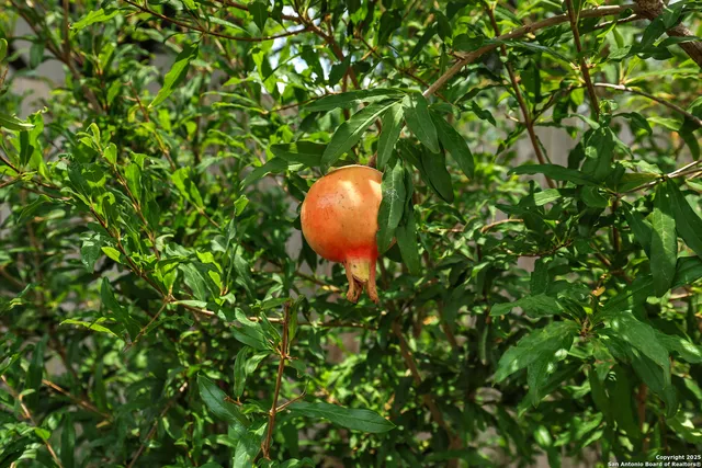 a view of a plant in a garden