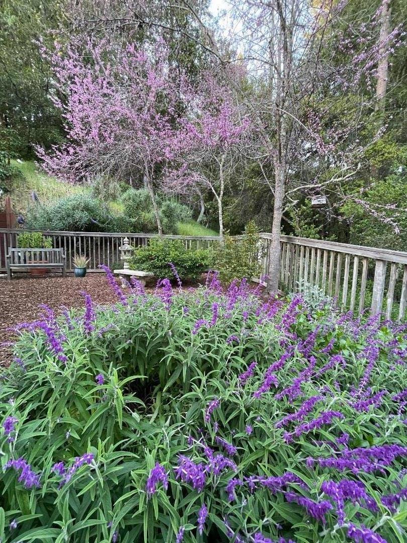 305 Mountain View Road Santa Cruz, CA 95065 - Photo 50 of 74 Gallery Image 50