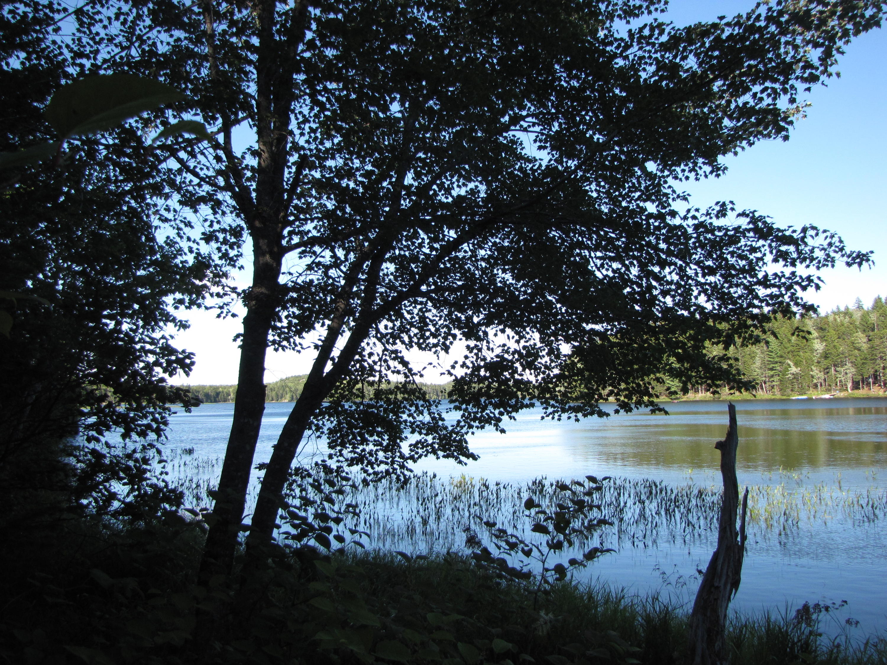 Lot 28 Halls Mills Road Whiting, ME 04691 - Photo 6 of 29 2