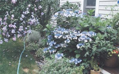 15 Elgin Road Pocasset, MA 02559 - Photo 27 of 29 a picture of tree