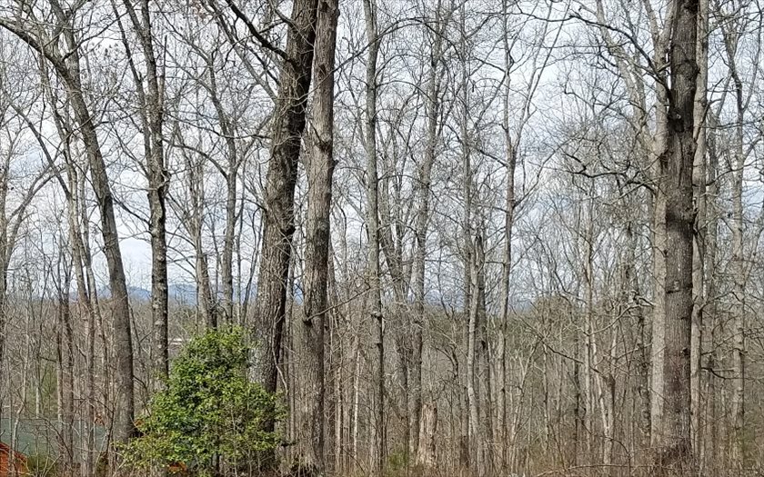 50 Ivy Ridge Blue Ridge, GA 30513 - Photo 1 of 1 Main View