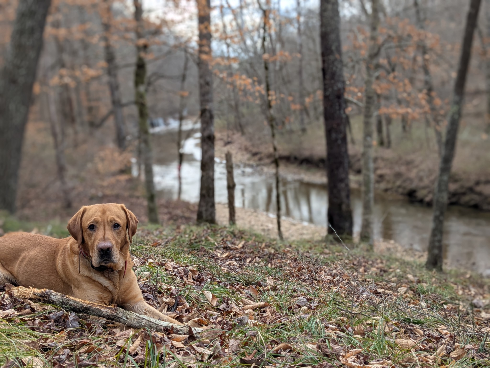319 North Chisholm Creek Road Lawrenceburg, TN 38464 - Photo 1 of 64