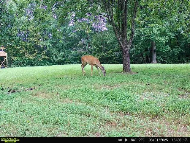 $225,000 | 319 North Chisholm Creek Road, Lawrenceburg, TN 38464