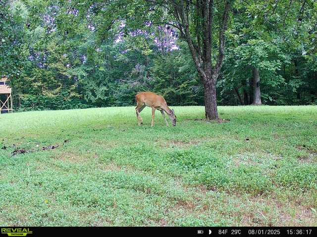 319 North Chisholm Creek Road Lawrenceburg, TN 38464 - Photo 22 of 64