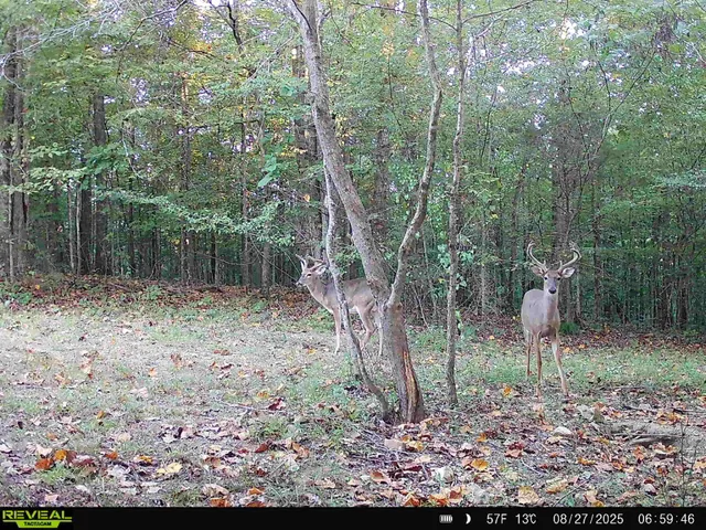 $225,000 | 319 North Chisholm Creek Road, Lawrenceburg, TN 38464