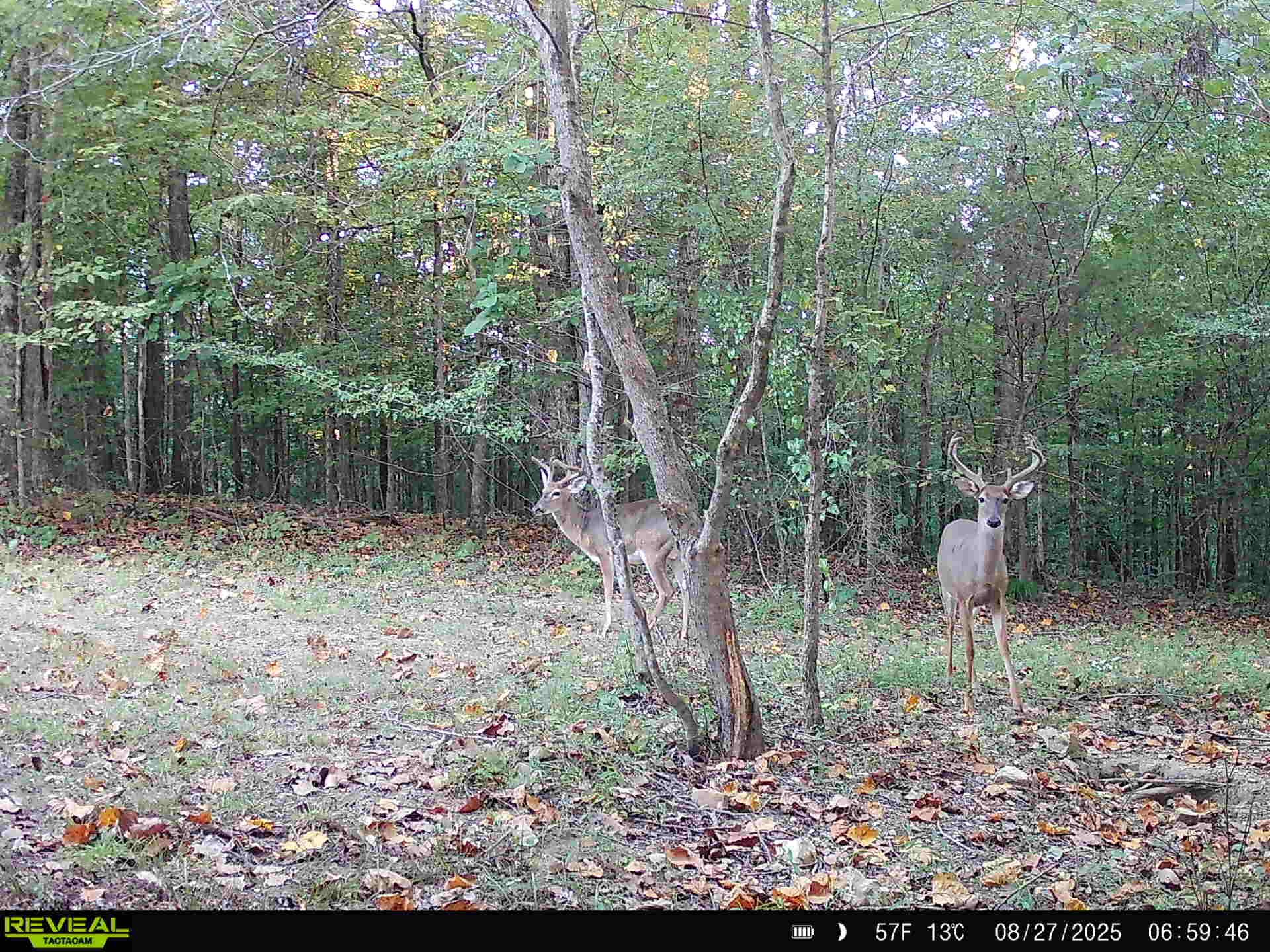 319 North Chisholm Creek Road Lawrenceburg, TN 38464 - Photo 24 of 64 a backyard of a house with lots of green space