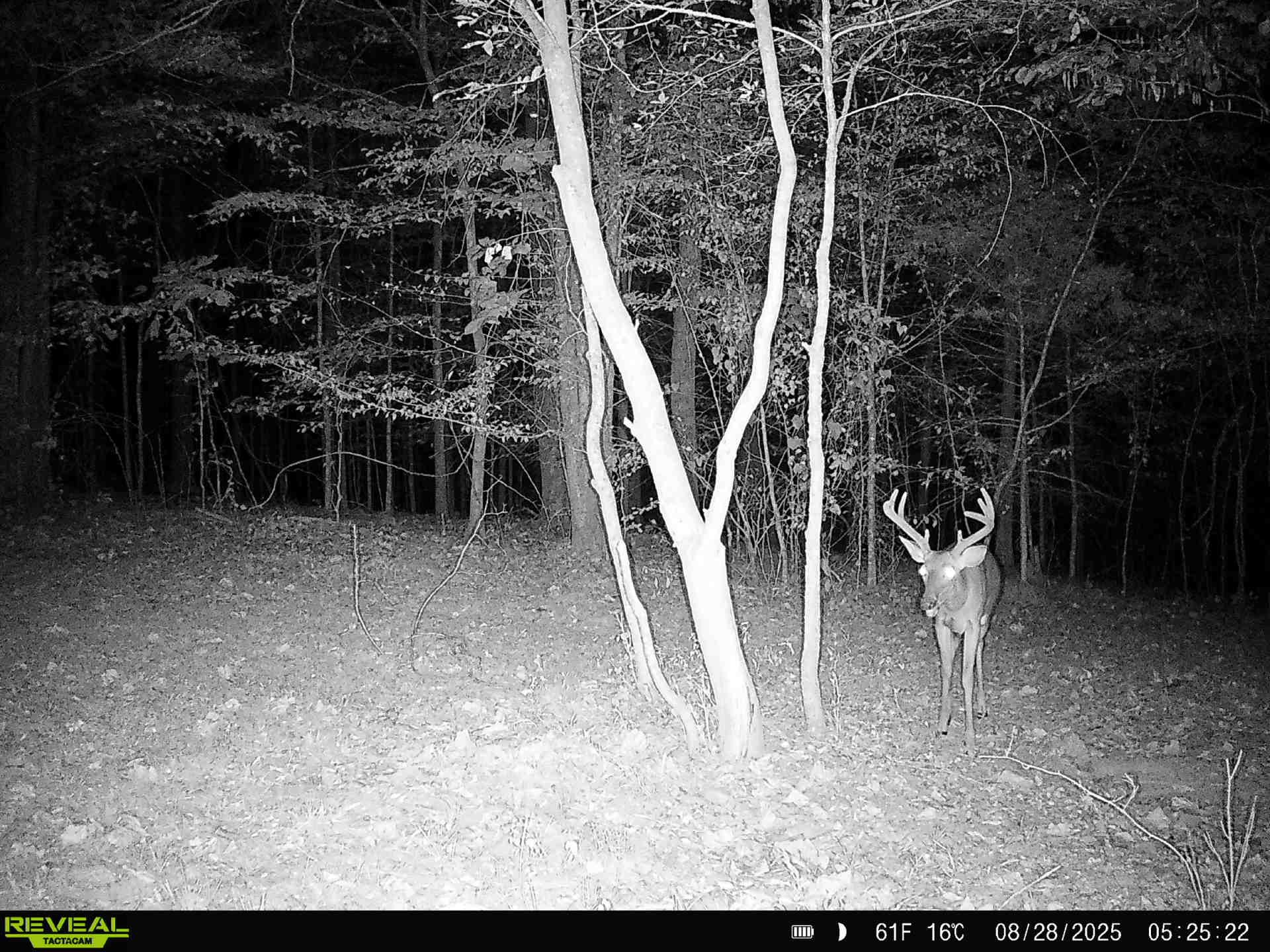 319 North Chisholm Creek Road Lawrenceburg, TN 38464 - Photo 25 of 64 a view of outdoor space and deck