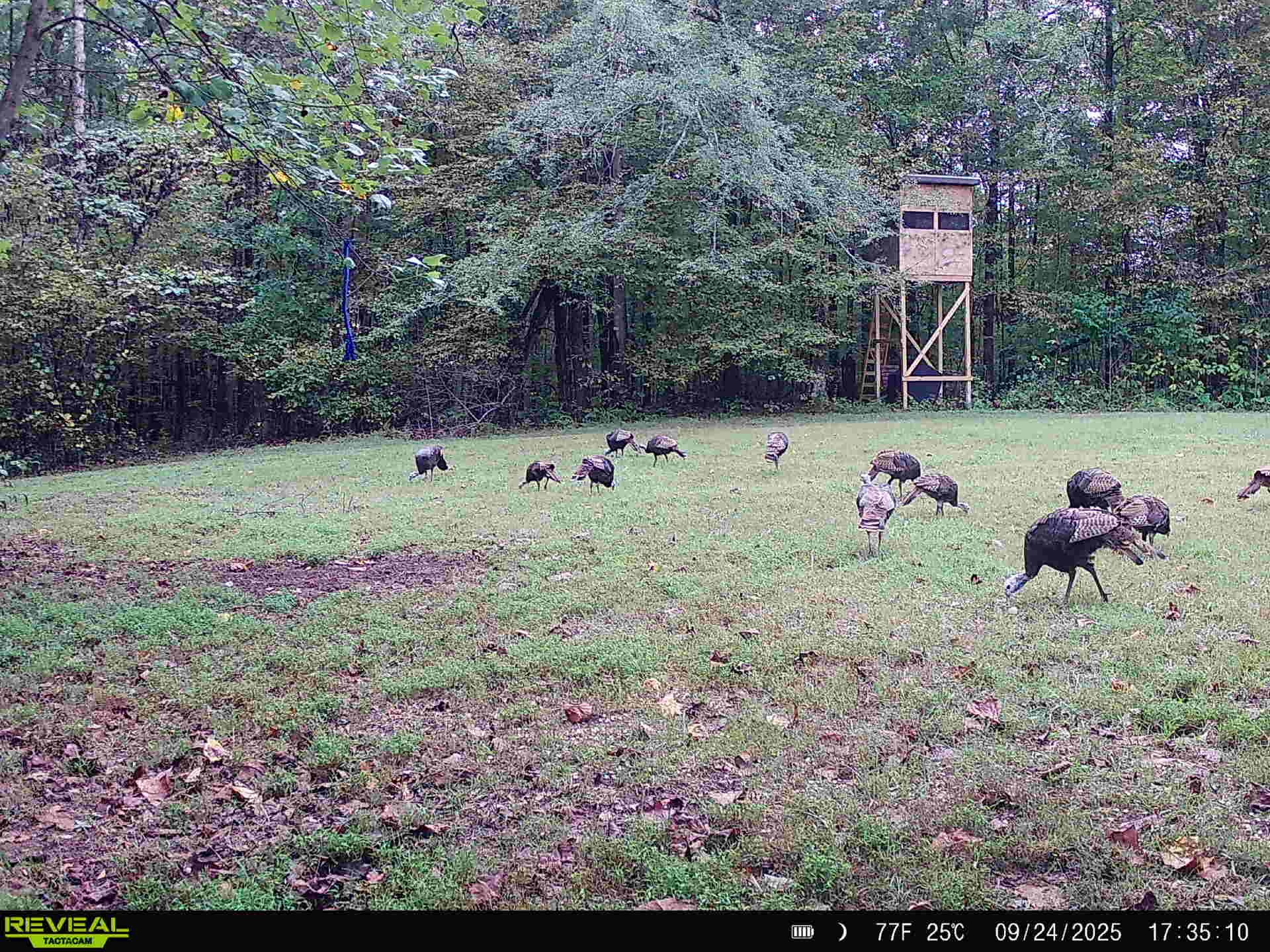 319 North Chisholm Creek Road Lawrenceburg, TN 38464 - Photo 26 of 64