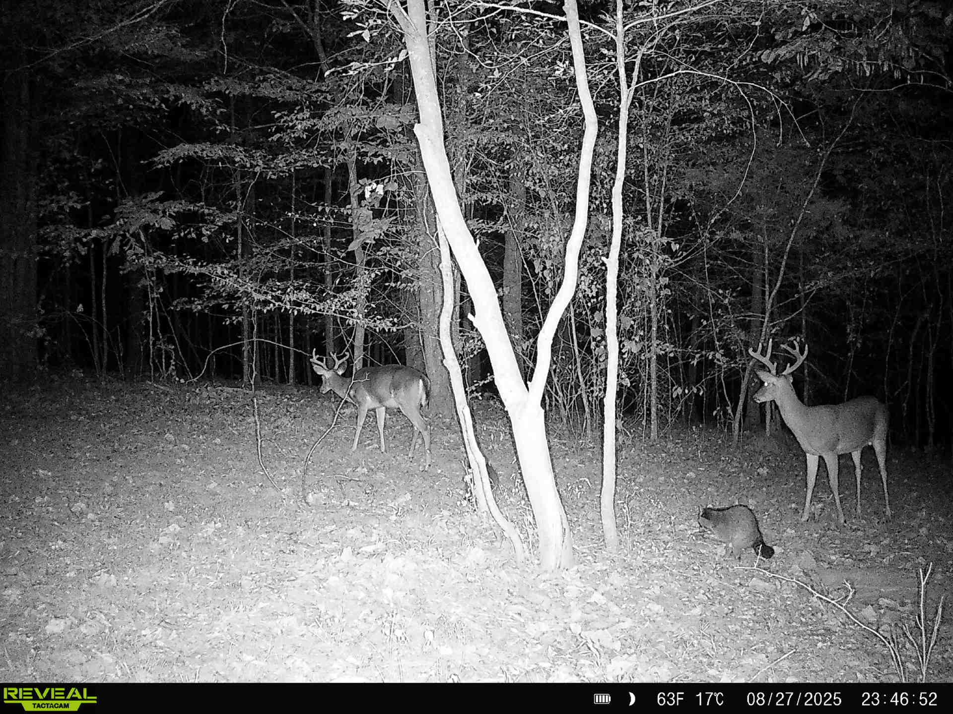 319 North Chisholm Creek Road Lawrenceburg, TN 38464 - Photo 27 of 64 a view of outdoor space with kitchen view