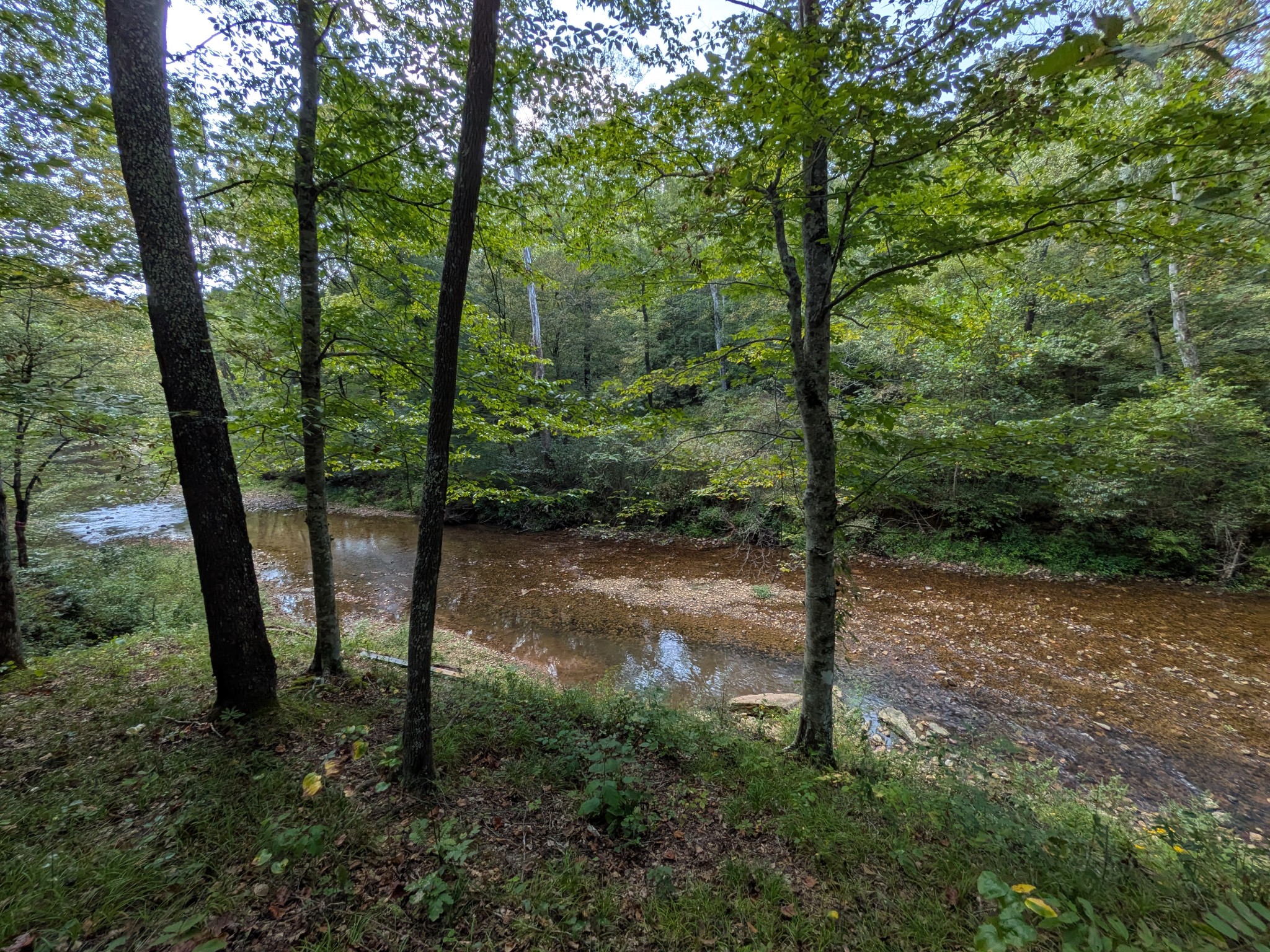 319 North Chisholm Creek Road Lawrenceburg, TN 38464 - Photo 3 of 64 a view of a forest