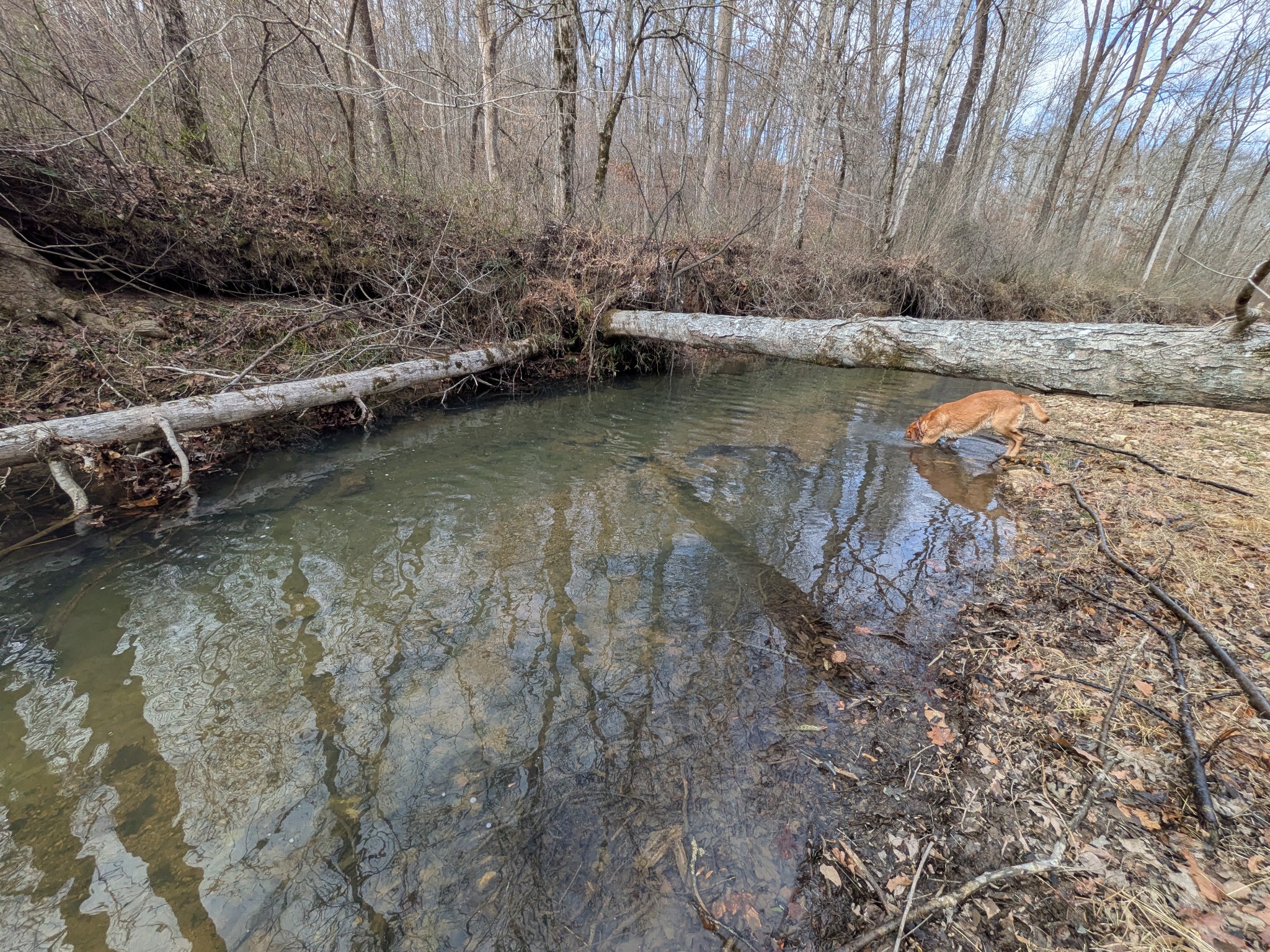 319 North Chisholm Creek Road Lawrenceburg, TN 38464 - Photo 38 of 64 a view of lake with trees
