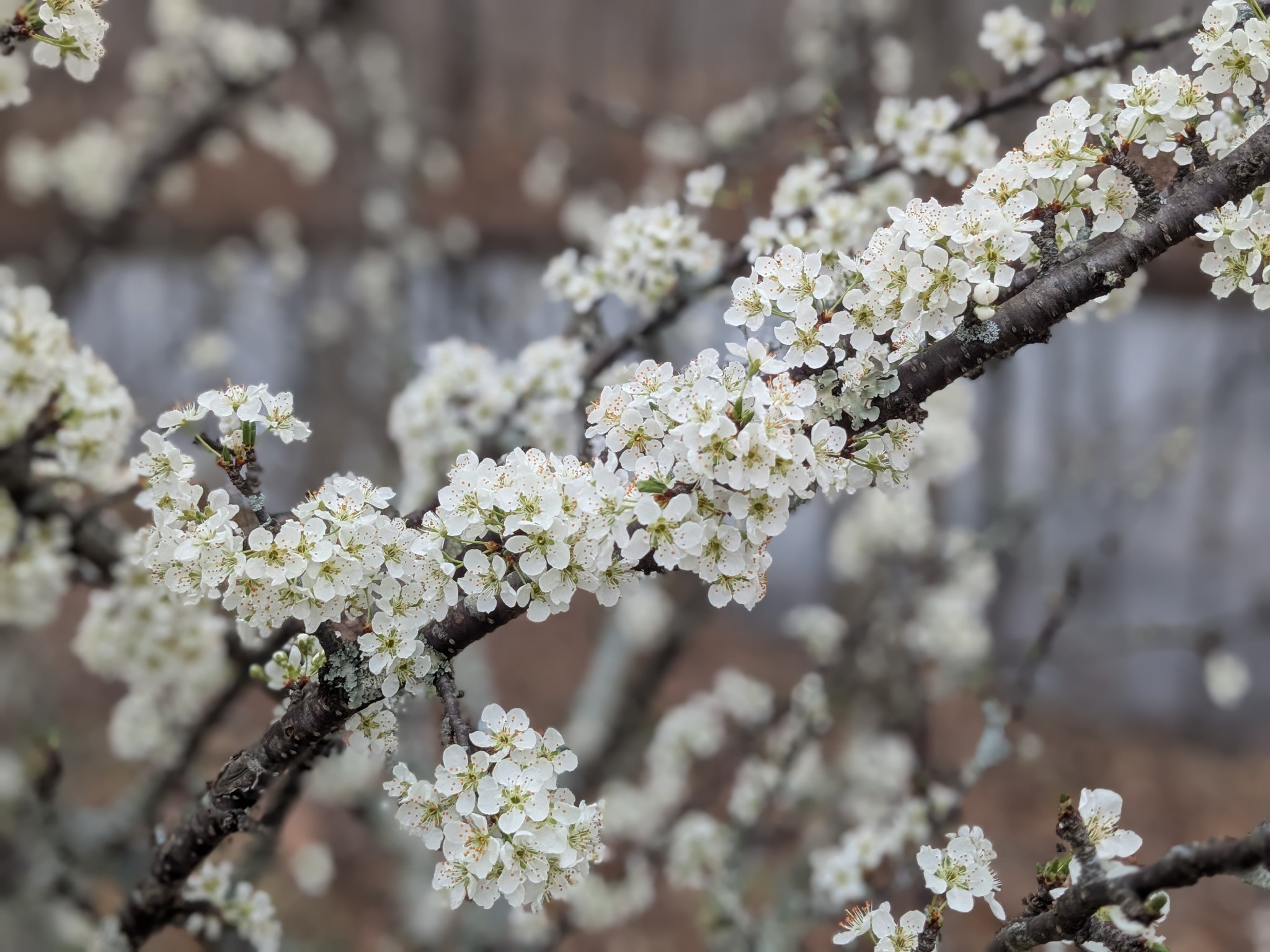 319 North Chisholm Creek Road Lawrenceburg, TN 38464 - Photo 39 of 64