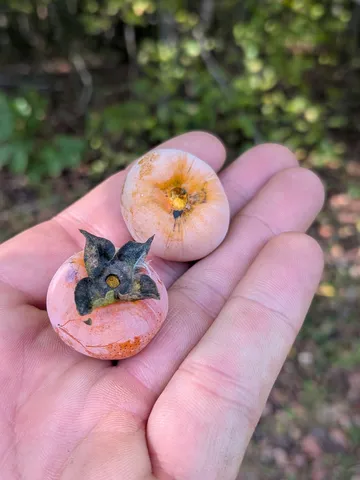 $225,000 | 319 North Chisholm Creek Road, Lawrenceburg, TN 38464