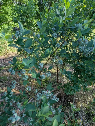 $225,000 | 319 North Chisholm Creek Road, Lawrenceburg, TN 38464