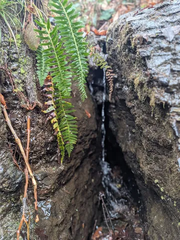 $225,000 | 319 North Chisholm Creek Road, Lawrenceburg, TN 38464