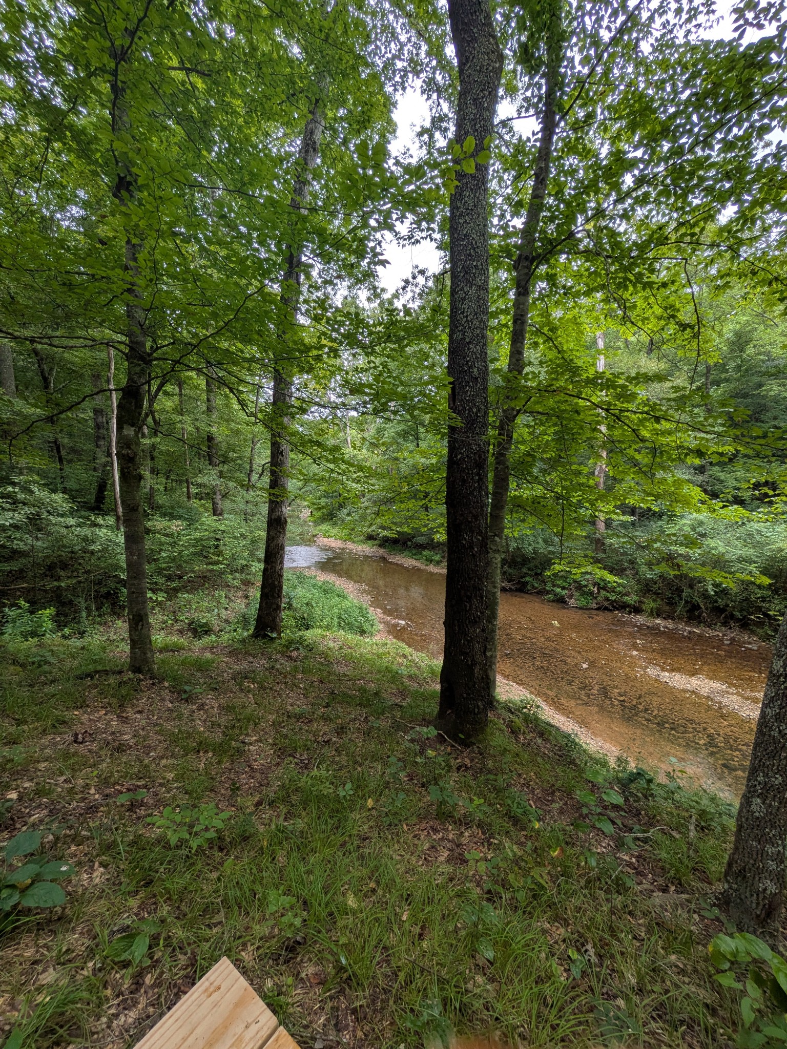 319 North Chisholm Creek Road Lawrenceburg, TN 38464 - Photo 49 of 64 a view of a forest with trees