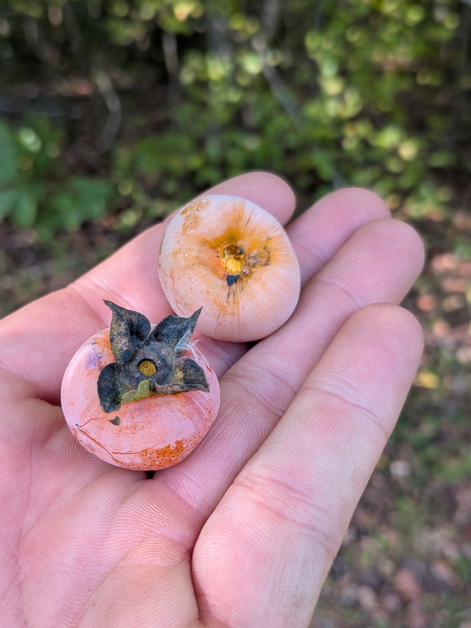 319 North Chisholm Creek Road Lawrenceburg, TN 38464 - Photo 50 of 64