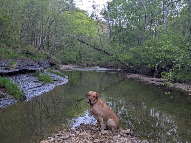 $225,000 | 319 North Chisholm Creek Road, Lawrenceburg, TN 38464