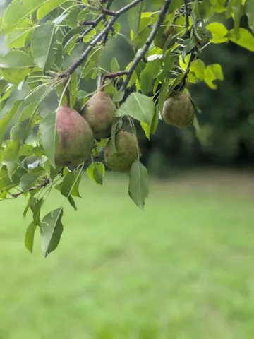 $225,000 | 319 North Chisholm Creek Road, Lawrenceburg, TN 38464