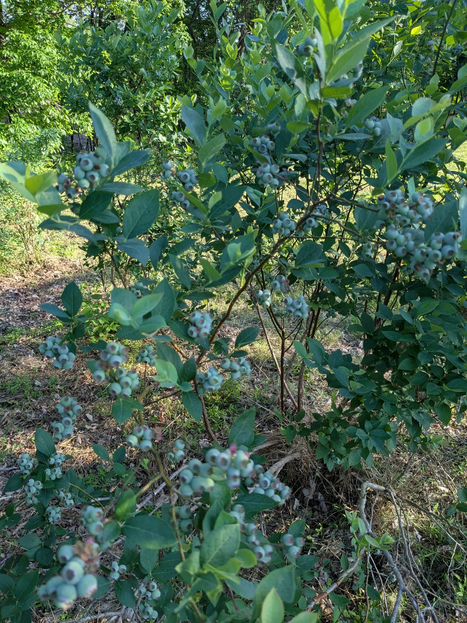 319 North Chisholm Creek Road Lawrenceburg, TN 38464 - Photo 51 of 64 a view of a lush green forest
