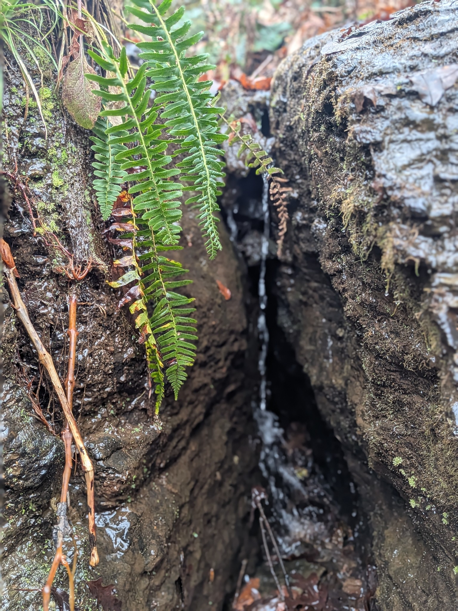 319 North Chisholm Creek Road Lawrenceburg, TN 38464 - Photo 53 of 64