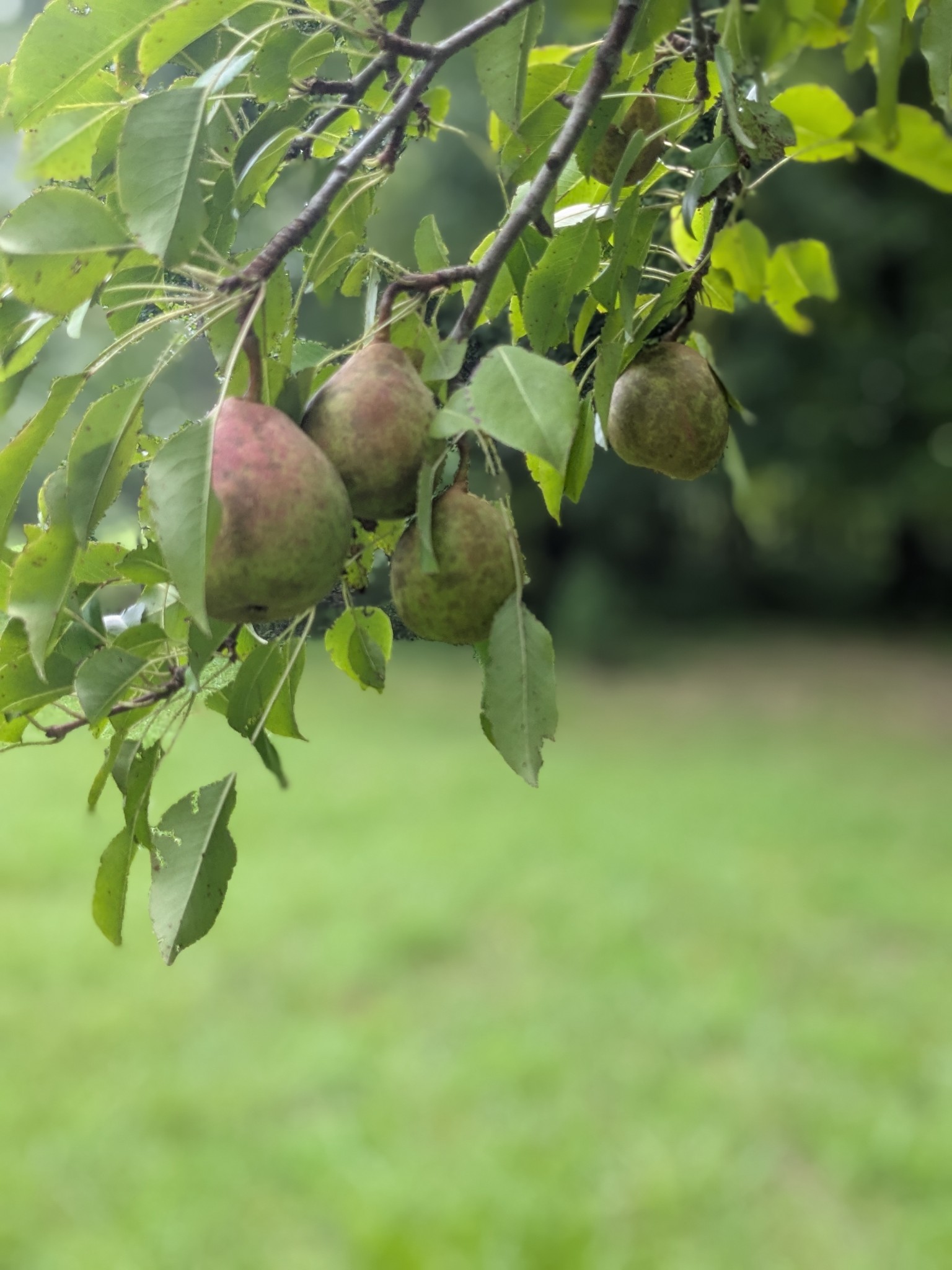 319 North Chisholm Creek Road Lawrenceburg, TN 38464 - Photo 56 of 64 a view of plant