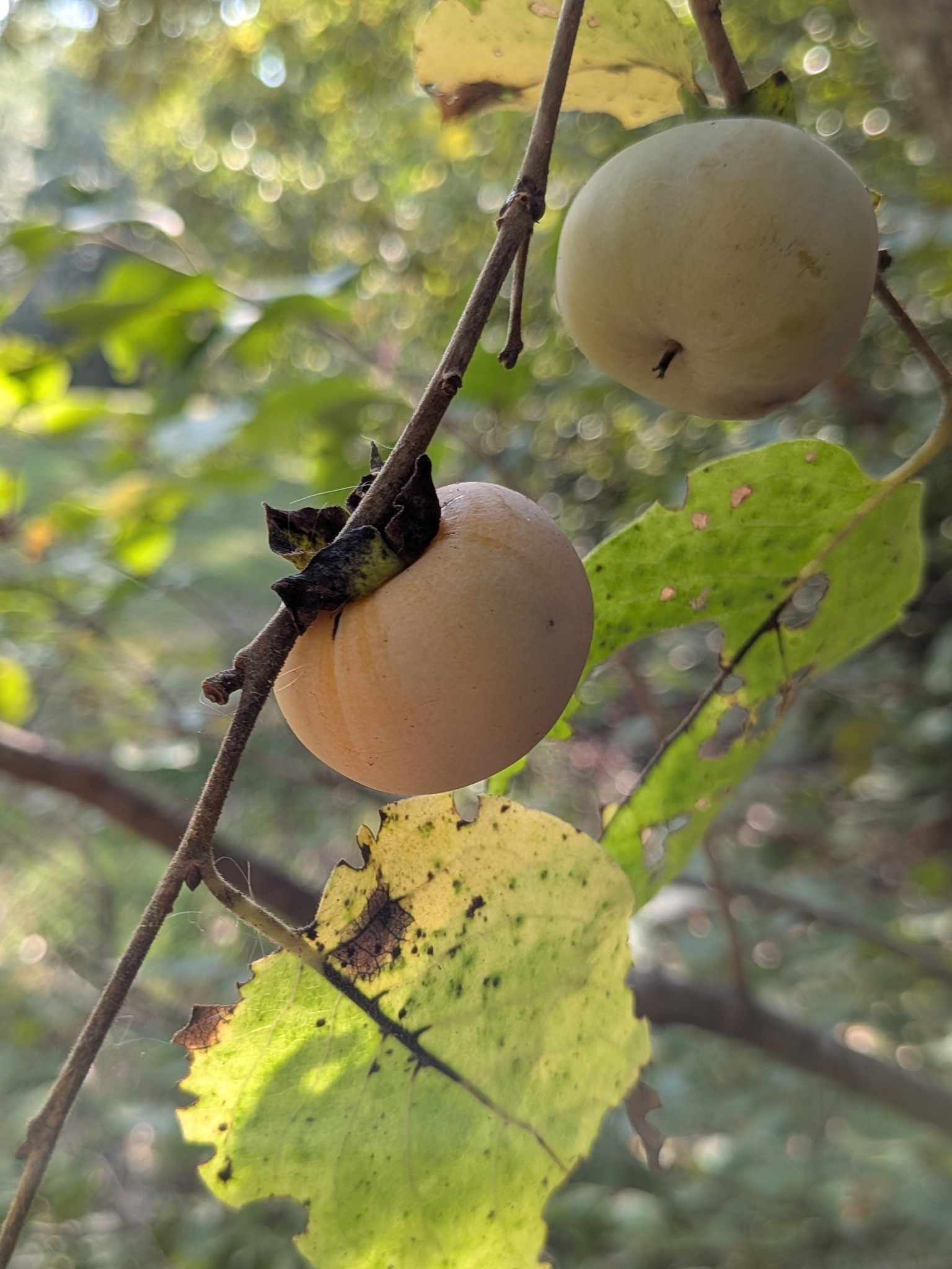 319 North Chisholm Creek Road Lawrenceburg, TN 38464 - Photo 58 of 64