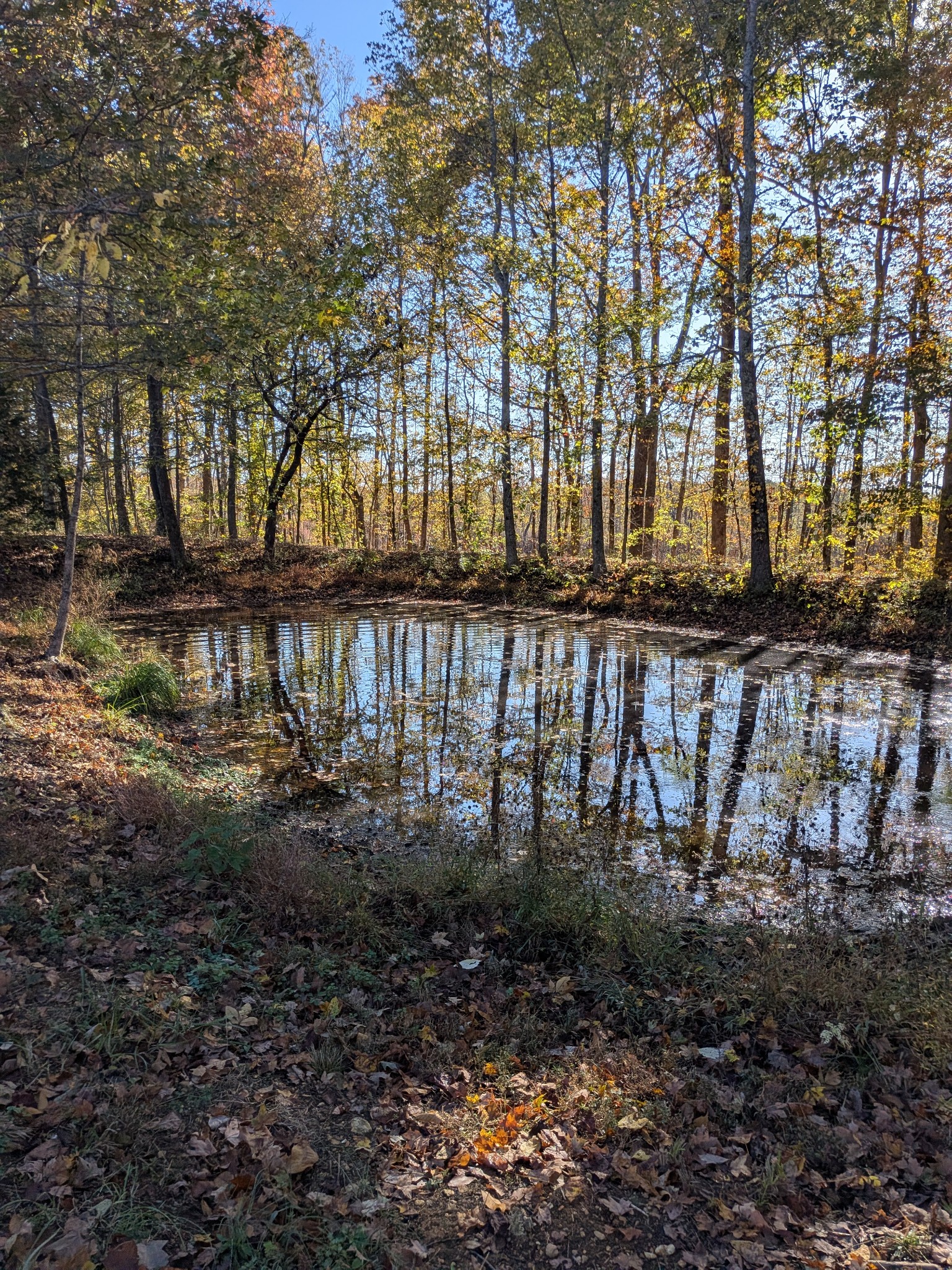 319 North Chisholm Creek Road Lawrenceburg, TN 38464 - Photo 60 of 64 a view of a yard with large trees