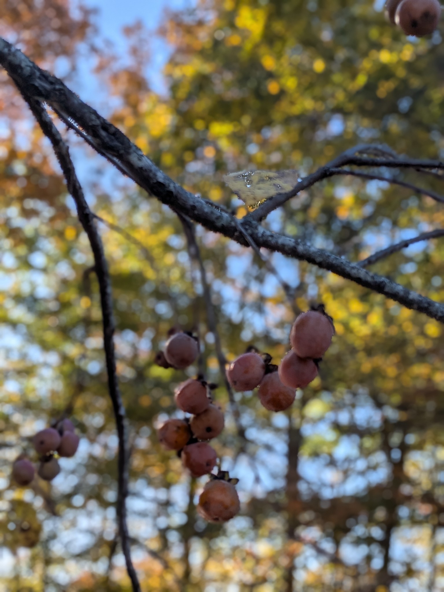 319 North Chisholm Creek Road Lawrenceburg, TN 38464 - Photo 61 of 64