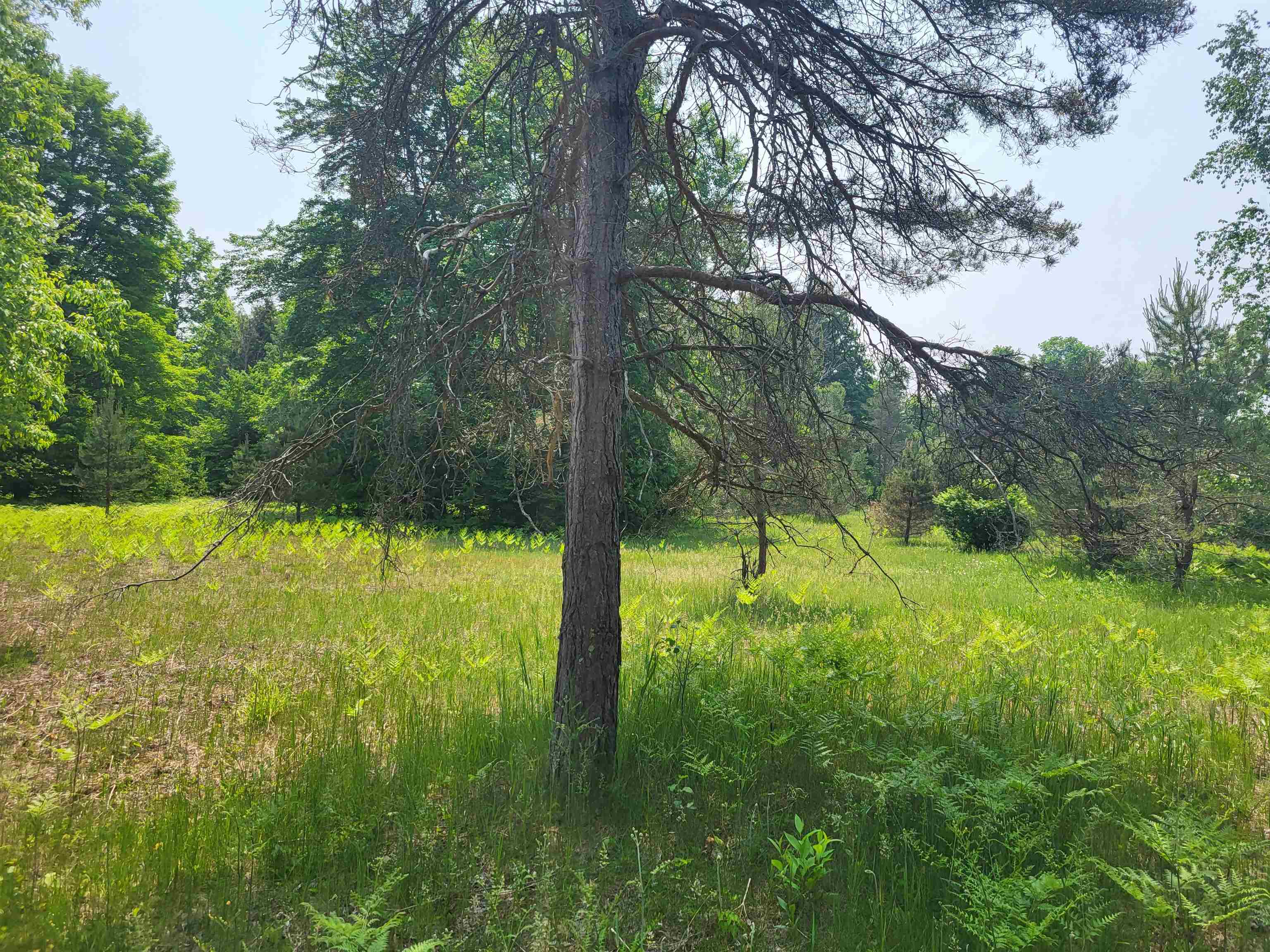 0 Springdale Road Thompsonville, MI 49683 - Photo 14 of 28