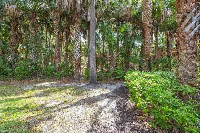a view of a yard with plants and trees