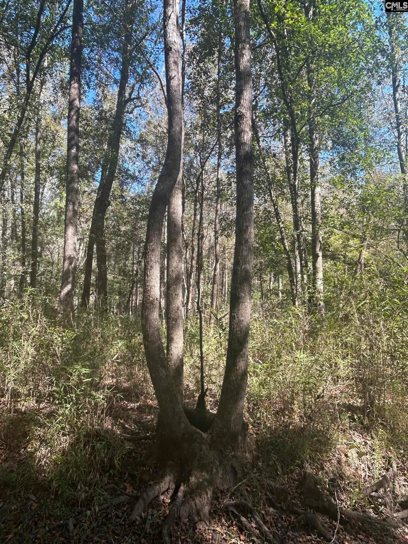 0 Swamp Rabbit Road Leesville, SC 29070 - Photo 34 of 55 Gallery Image 34
