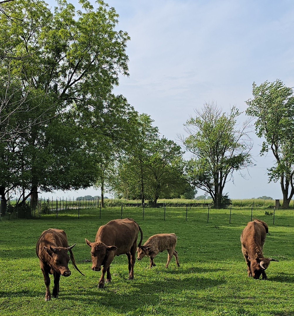 19583 West Goodwin Road Wilmington, IL 60481 - Photo 83 of 90