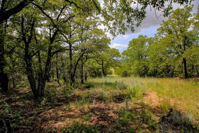 a view of a large yard with lots of trees