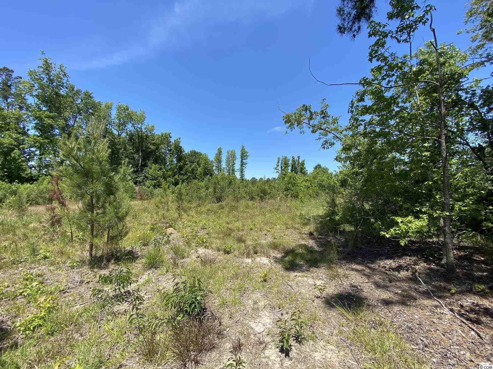 Tbd Bullard Road Loris, SC 29569 - Photo 6 of 8 Gallery Image 6