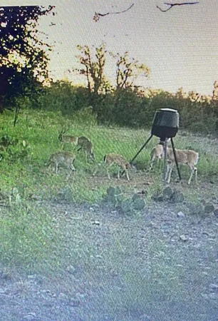 a view of a yard in a forest