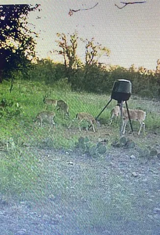a view of a yard in a forest