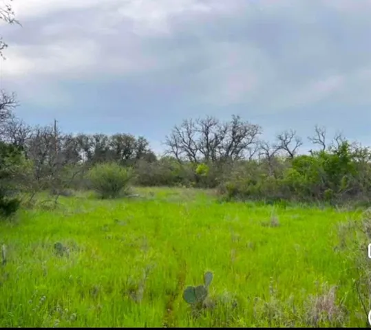 a view of a yard with a tree