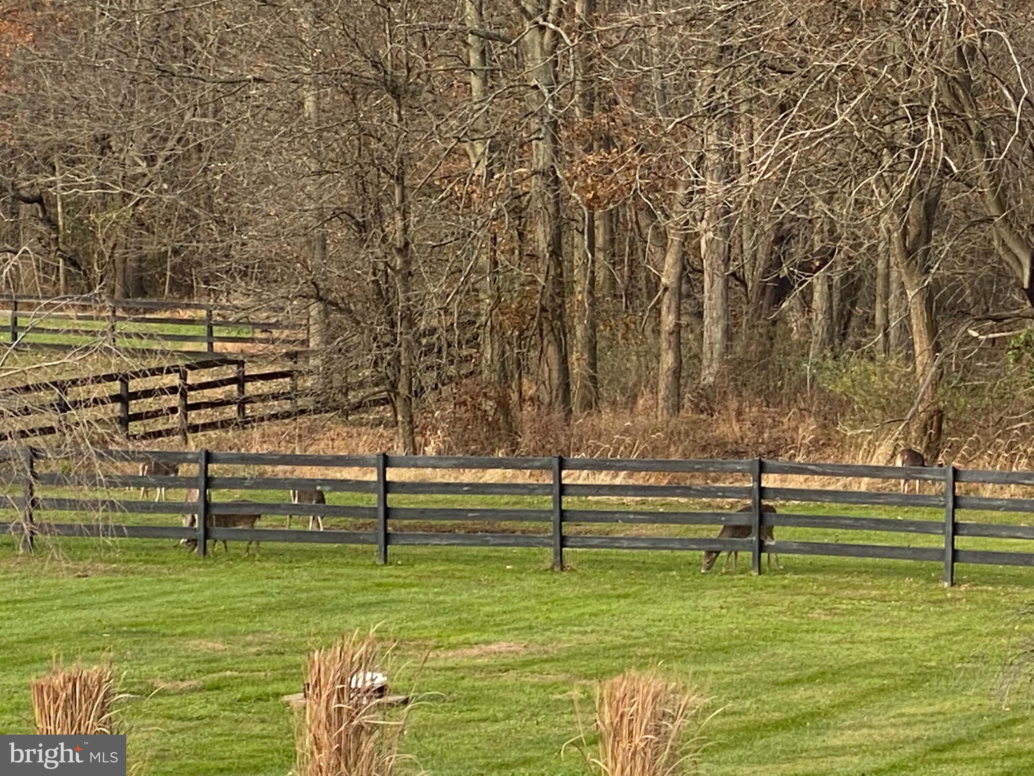 137 Springfield Meeting House Road Jobstown, NJ 08041 - Photo 60 of 67 Deer in the rear yard
