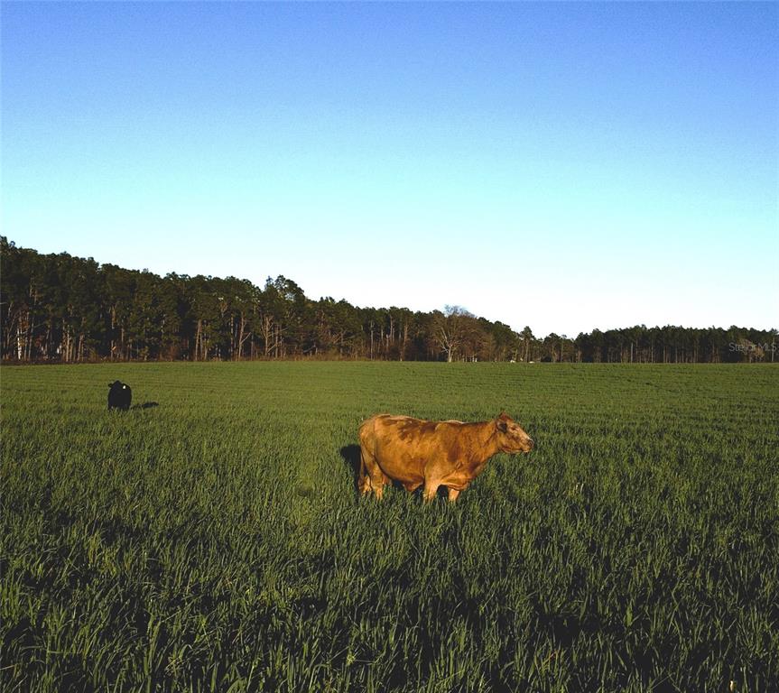 121 Southeast St Road Morriston, FL 32668 - Photo 3 of 4 a view of a lake with a yard