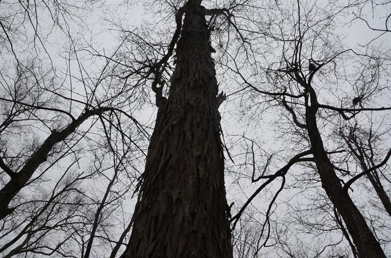 1709 Macedonia Road Irvine, KY 40336 - Photo 44 of 87 Lots of board feet in this tree!