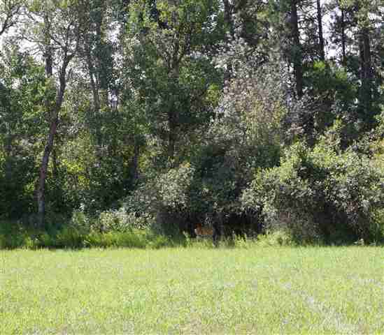 19609 South Spangle Creek Road Spangle, WA 99031 - Photo 2 of 6