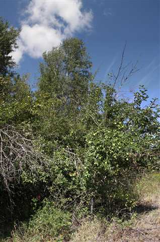 19609 South Spangle Creek Road Spangle, WA 99031 - Photo 5 of 6