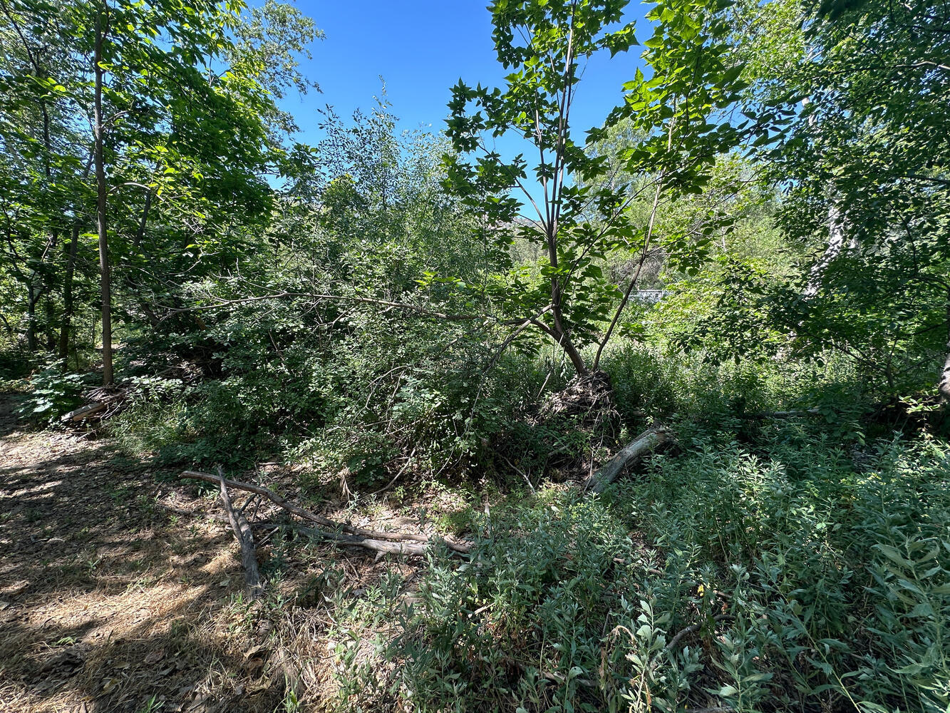 0 North Kaweah River Drive Three Rivers, CA 93271 - Photo 60 of 78 40846 Sierra Dr Three Rivers-large-009-0