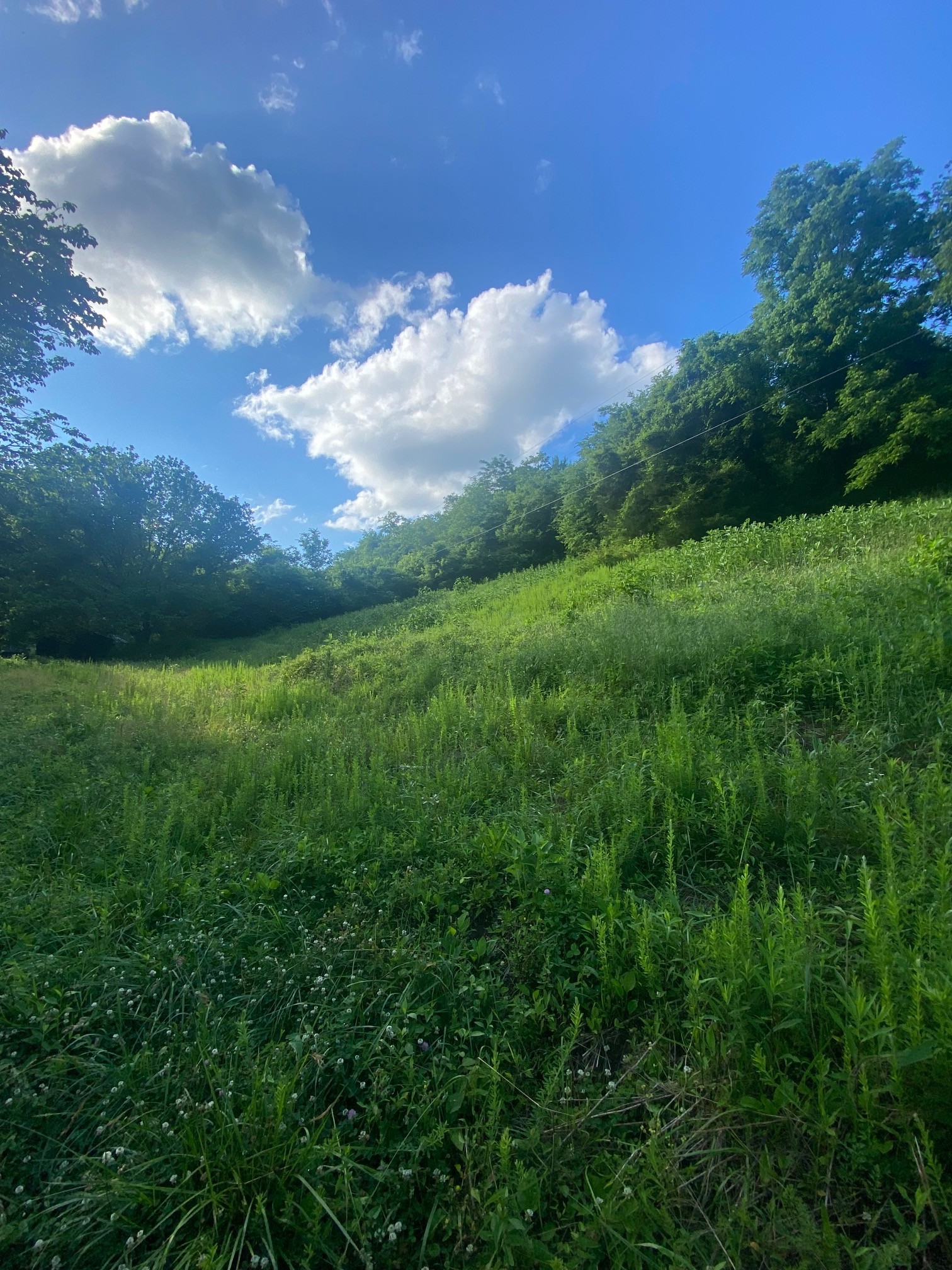 0 Dog Br Road South Pleasant Shade, TN 37145 - Photo 1 of 11 Gallery Image 1
