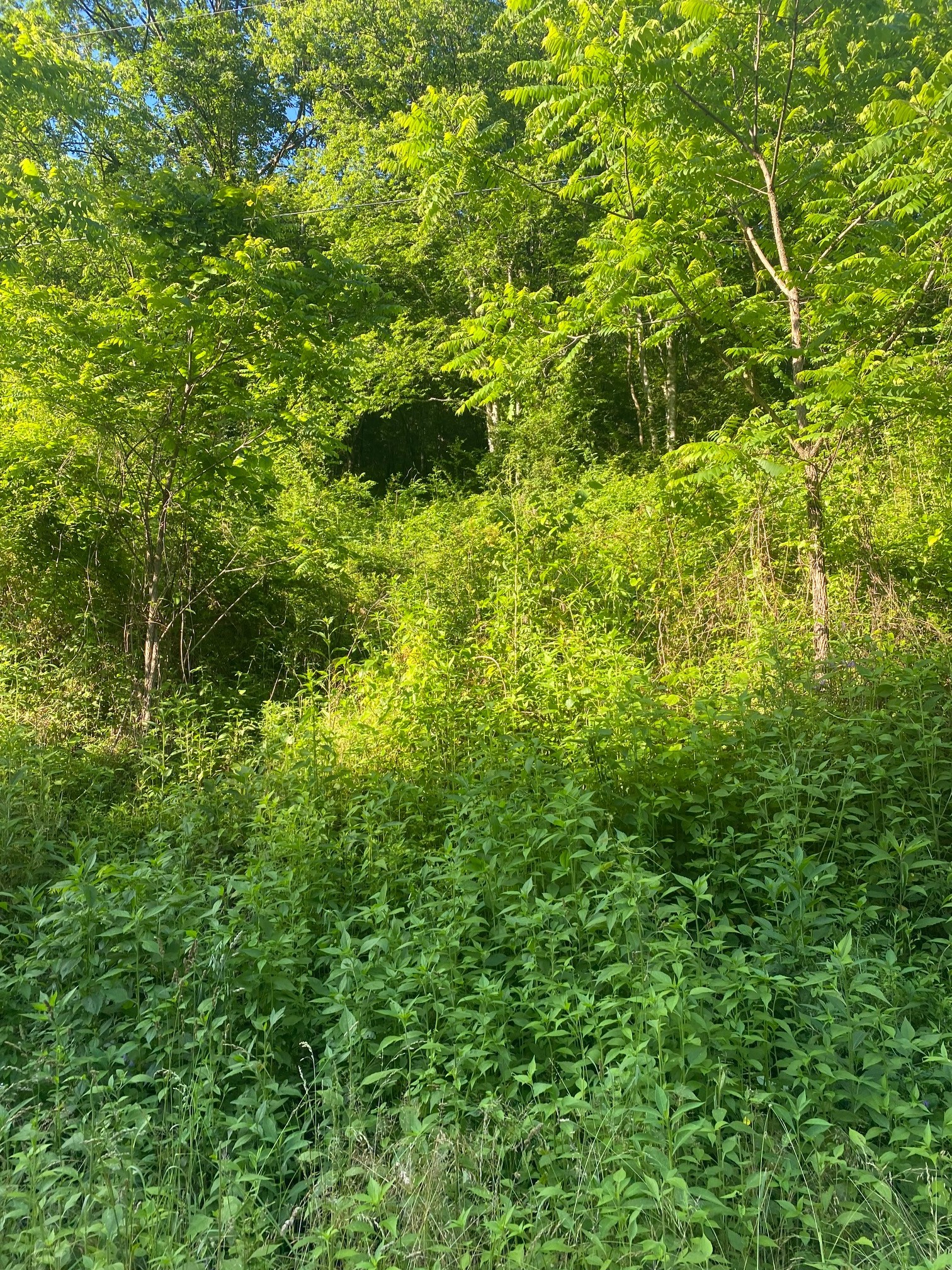 0 Dog Br Road South Pleasant Shade, TN 37145 - Photo 4 of 11 Gallery Image 4