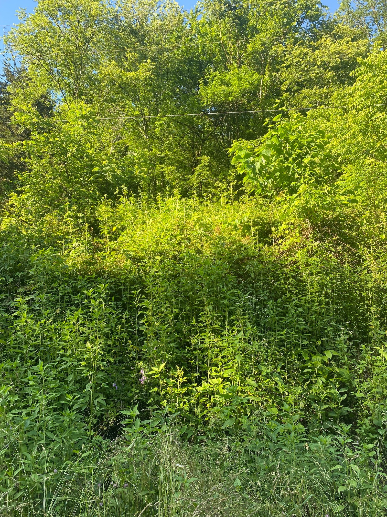 0 Dog Br Road South Pleasant Shade, TN 37145 - Photo 8 of 11 Gallery Image 8