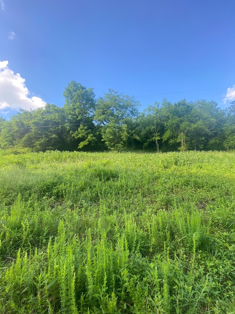 0 Dog Br Road South Pleasant Shade, TN 37145 - Photo 10 of 11 Gallery Image 10